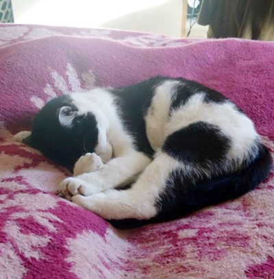 Beloning vir terugvind van vermiste kat