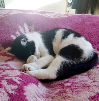 Beloning vir terugvind van vermiste kat
