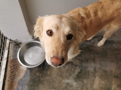 Best friends for adoption at the SPCA