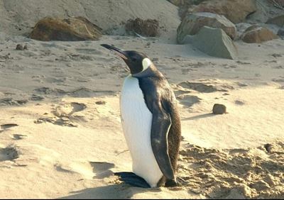 Lost king penguin still in Mossel Bay