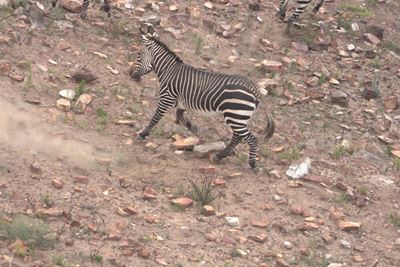 Fokus op Kaapse bergsebra