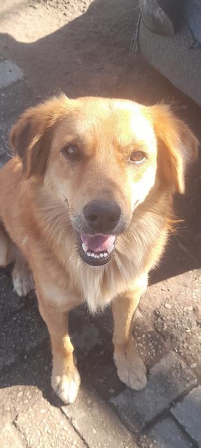 Adopt a pet from Odin