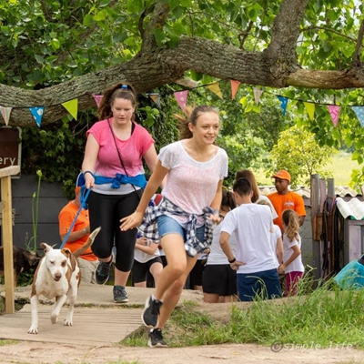 Fun with colour and shelter dogs