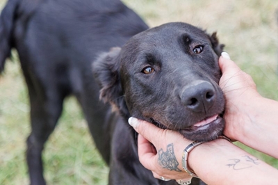 SPCA Facebook page out of order, animals miss out on exposure 
