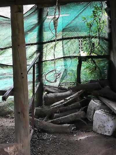 Dog beaten, hung as ‘punishment’