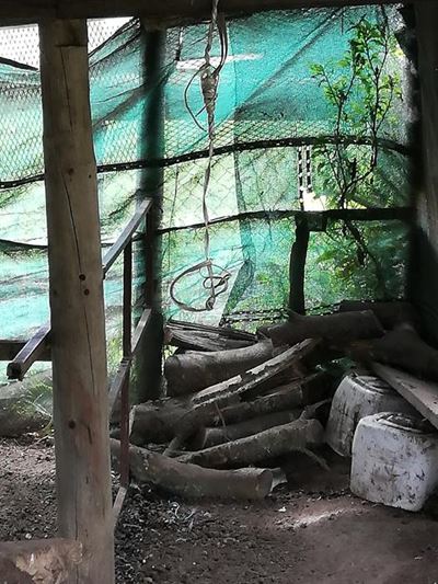 Dog beaten, hung as ‘punishment’