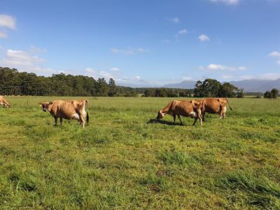 Fodder support for Garden Route