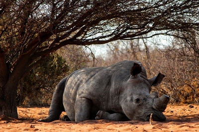 Shock as poachers kill five rhinos at a private game reserve