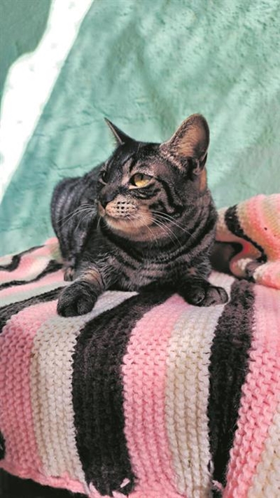 Furry friends need forever homes