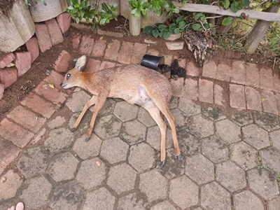 Dana Bay antelope injuries worrying