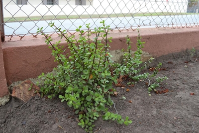 Spekboom - wonderplant of nie?