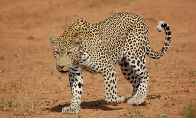 Leopard attacks employee in Sabi Sand