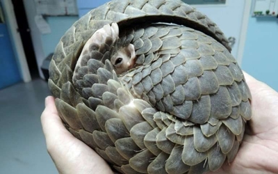 Scales from 17 000 pangolins from Nigeria bound for Vietnam seized in Singapore