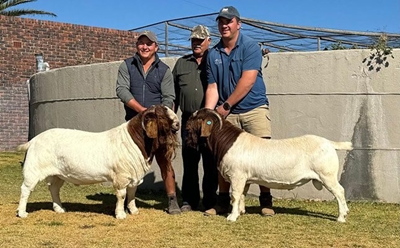 South African record: 2 Boer goats sold for R1m each on same day