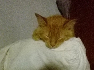 Vermiste gemmerkat gesoek