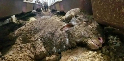 Permit granted to ship 60,000 sheep on three-week journey of death