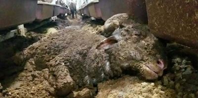 Permit granted to ship 60,000 sheep on three-week journey of death
