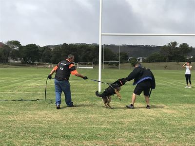 Crime-fighting dog in action