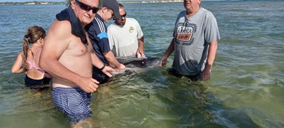 Strange visitor in Plett lagoon