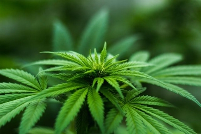 Eastern Cape agency becomes first SA government body to put out dagga tenders