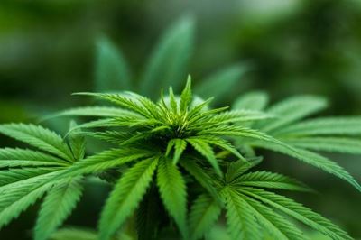 Eastern Cape agency becomes first SA government body to put out dagga tenders