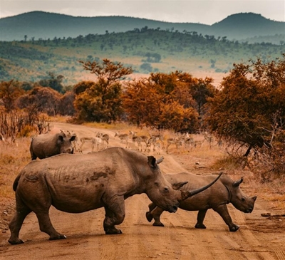 SA records slight decline in rhino poaching
