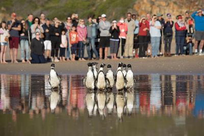 Penguins ready for release in Plett