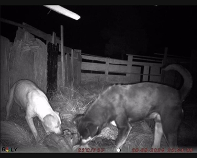Bush-cam fingers dogs