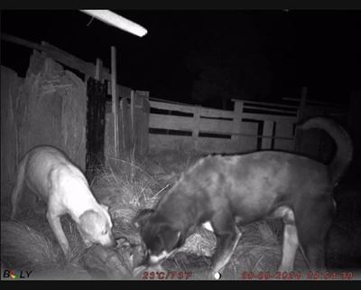 Bush-cam fingers dogs