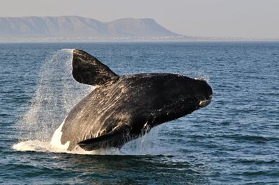Best whale watching spots in South Africa