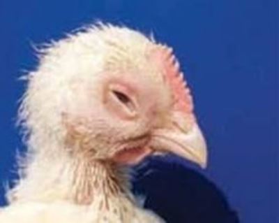 What you need to know about chronic respiratory disease in chickens