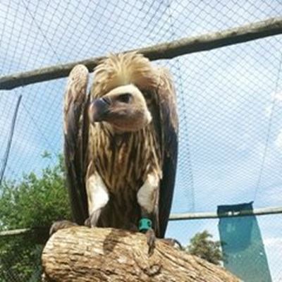 Wing tags severely impair flight in African Cape Vultures 