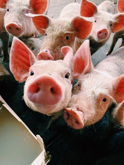 Protect livestock from African Swine Fever