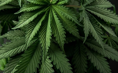 Police dog busts alleged dagga dealer during bus trip