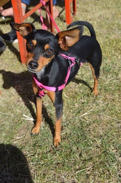 Pooches steal the show
