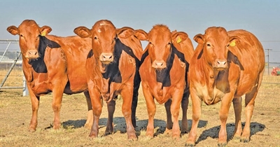 Boost productivity with heifers
