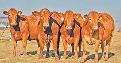 Boost productivity with heifers