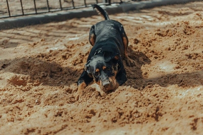 My dog is digging up my garden; how do I stop that?