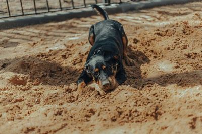 My dog is digging up my garden; how do I stop that?