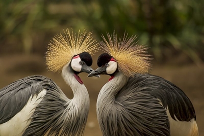 Spotlight on animal communication