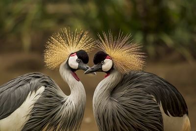 Spotlight on animal communication
