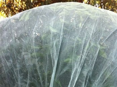 New net solution to protect fruit from sunburn