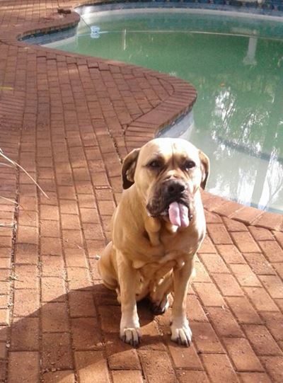 Hond hou dief in swembad aan