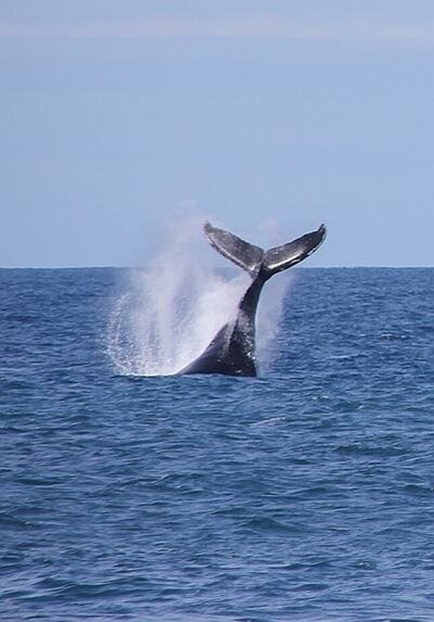 The tale of a whale's tail