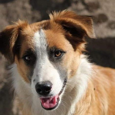 Dogs for adoption at Odin