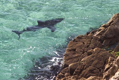 Fatal shark attack in Plett