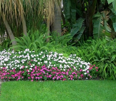 We’re planting…sensational summer impatiens