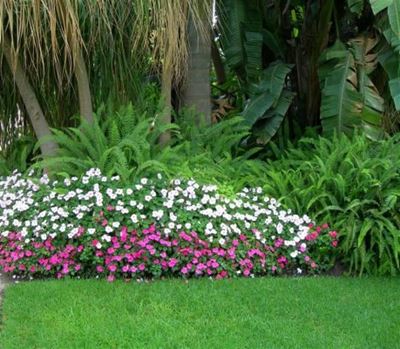 We’re planting…sensational summer impatiens