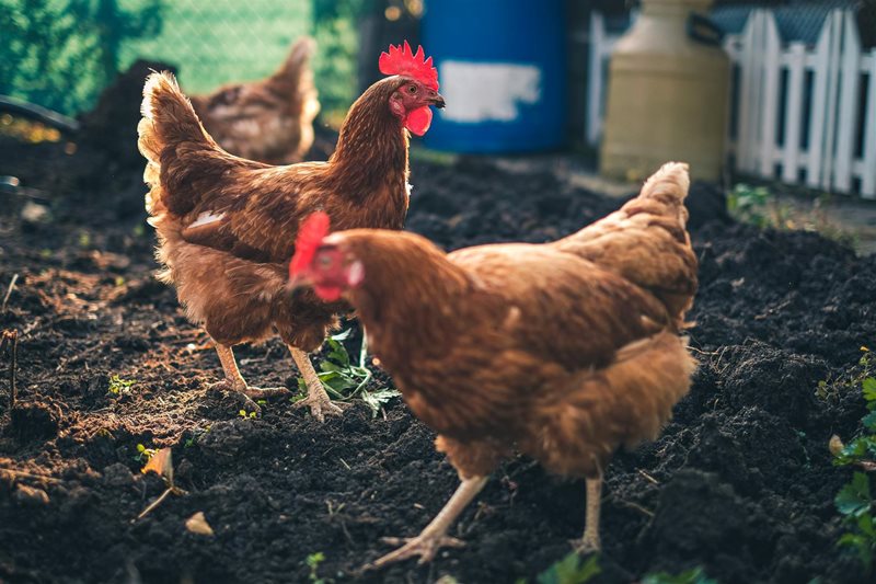Chickens Whole – Chehalis Valley Farm