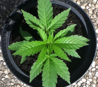 Marijuana eaten by mice, say Argentina police officers